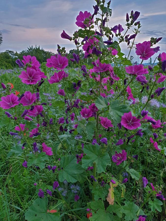 Apartment Purper *